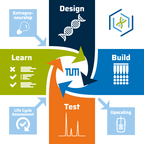Diagram of the Cycle: Design » Build » Test » Learn